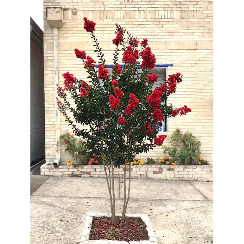7 -Gallon Red Flowering Miss Frances Crape Myrtle in Pot (With Soil)