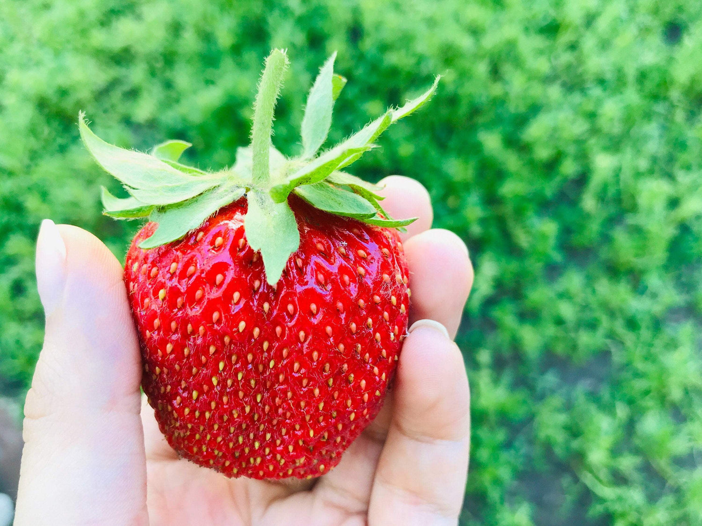 15 Seeds - GIANT STRAWBERRY Fragaria June Bearing Huge Red Berry Fruit Seeds
