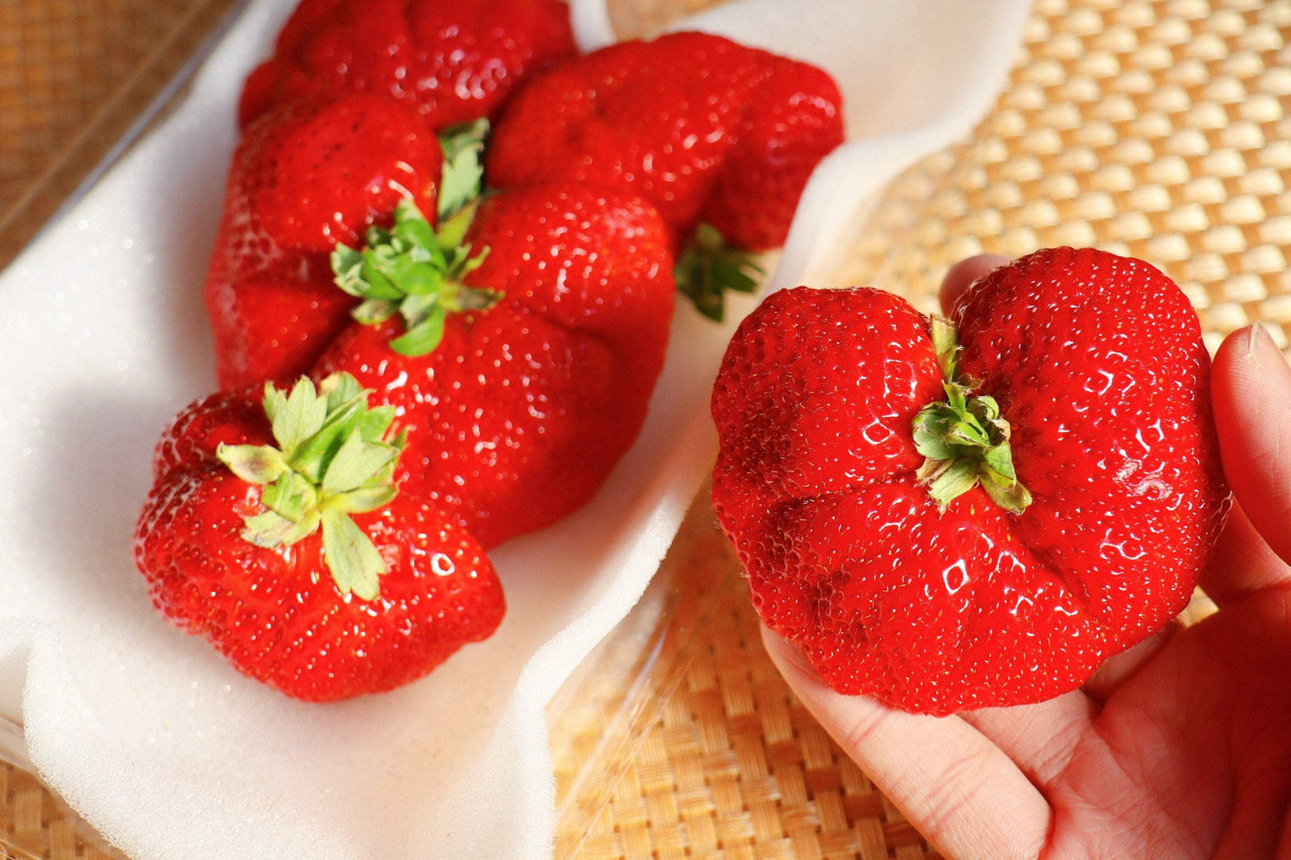 15 Seeds - GIANT STRAWBERRY Fragaria June Bearing Huge Red Berry Fruit Seeds