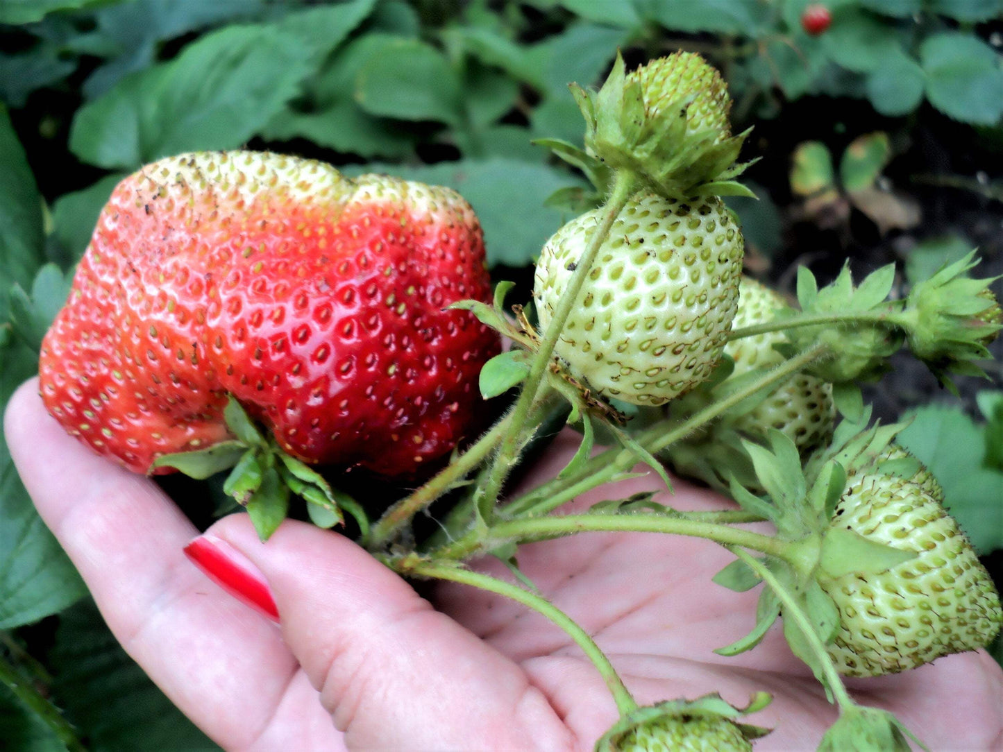 15 Seeds - GIANT STRAWBERRY Fragaria June Bearing Huge Red Berry Fruit Seeds
