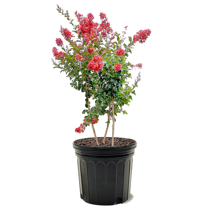 7 -Gallon Red Flowering Miss Frances Crape Myrtle in Pot (With Soil)