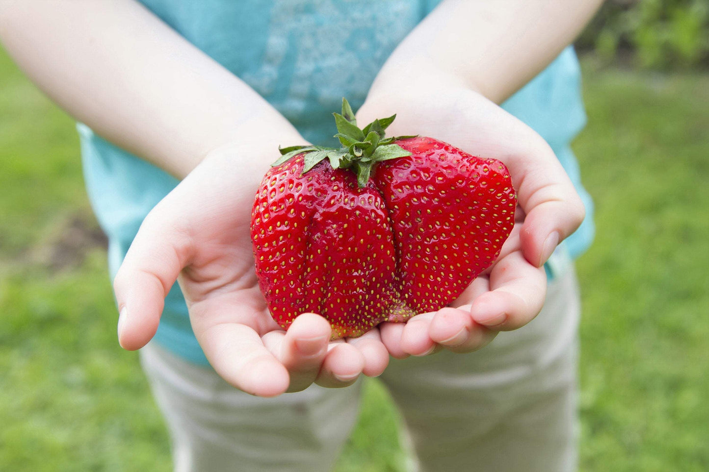 15 Seeds - GIANT STRAWBERRY Fragaria June Bearing Huge Red Berry Fruit Seeds