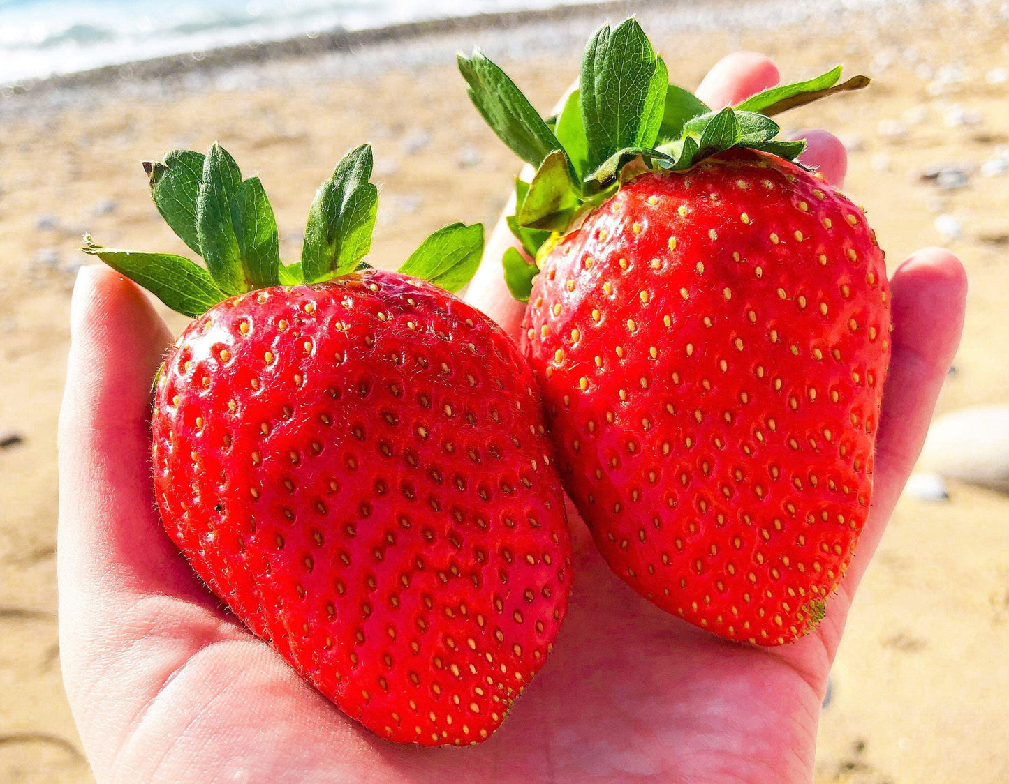 15 Seeds - GIANT STRAWBERRY Fragaria June Bearing Huge Red Berry Fruit Seeds