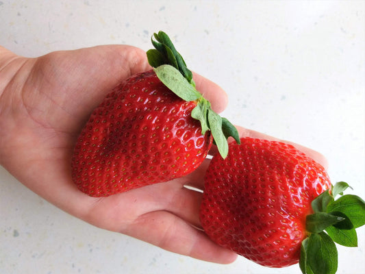 15 Seeds - GIANT STRAWBERRY Fragaria June Bearing Huge Red Berry Fruit Seeds