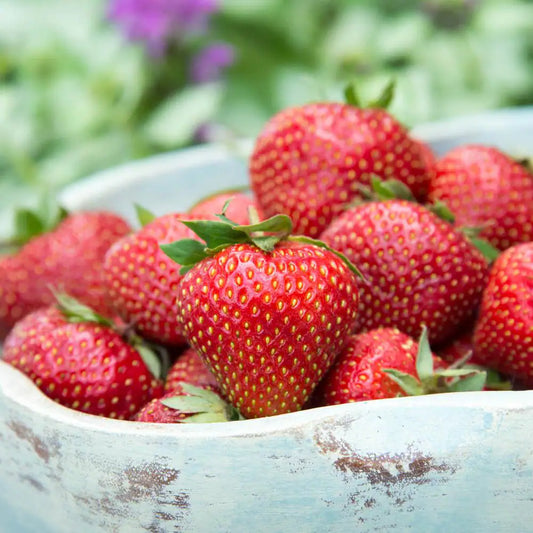 Flavorefest Strawberry Dormant Bare Root Fruit Bearing Starter Plants (25-Pack)