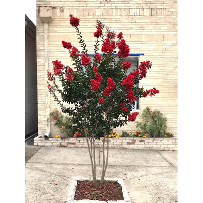 7 -Gallon Red Flowering Miss Frances Crape Myrtle in Pot (With Soil)