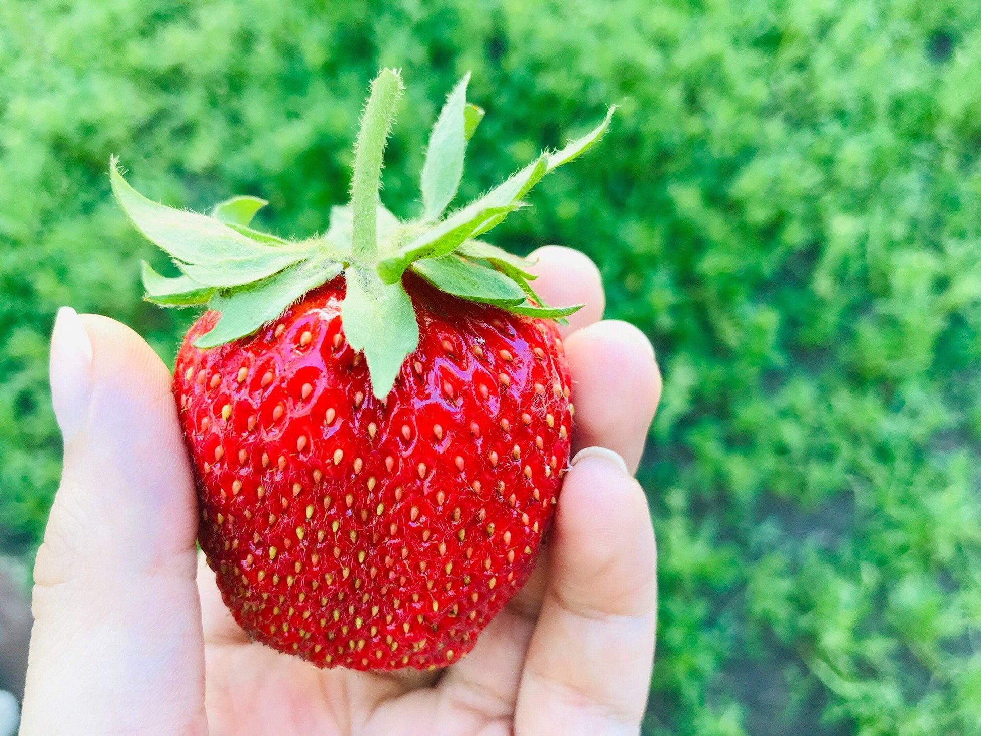 15 Seeds - GIANT STRAWBERRY Fragaria June Bearing Huge Red Berry Fruit Seeds
