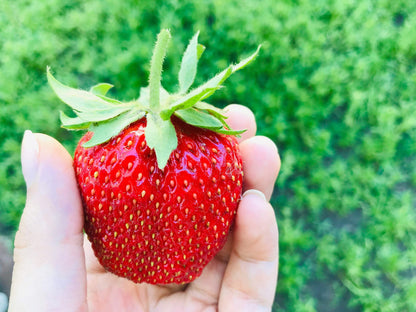 15 Seeds - GIANT STRAWBERRY Fragaria June Bearing Huge Red Berry Fruit Seeds
