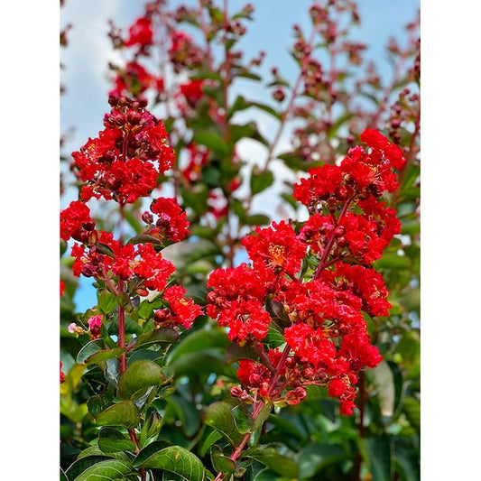 7 -Gallon Red Flowering Miss Frances Crape Myrtle in Pot (With Soil)