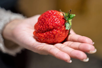 15 Seeds - GIANT STRAWBERRY Fragaria June Bearing Huge Red Berry Fruit Seeds