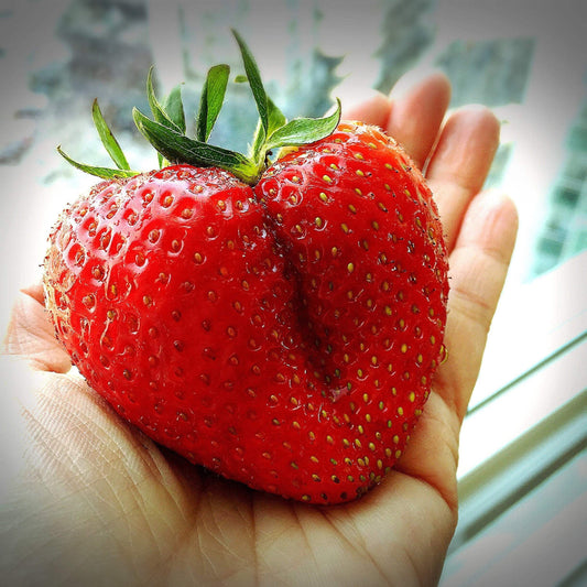 15 Seeds - GIANT STRAWBERRY Fragaria June Bearing Huge Red Berry Fruit Seeds