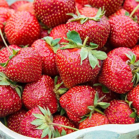 Flavorefest Strawberry Dormant Bare Root Fruit Bearing Starter Plants (25-Pack)